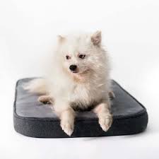 PAWSOME Snooz (Foam Dog Bed, Puppy) Dog Crate Pad, Dog Crate (Black,Large)